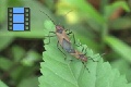 Scene 15_Bugs Mating on a Leaf